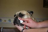 NETTOYAGE PLIS - BOULEDOGUE FRANCAIS 008